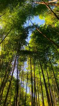寧波周邊｜仙居公盂村徒步，有山有水有竹林
