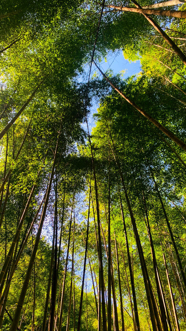 寧波周邊｜仙居公盂村徒步，有山有水有竹林