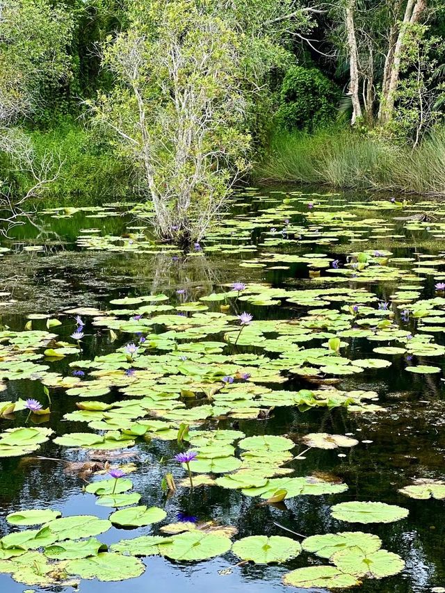 騎行遊覽羅勇濕地植物園，沉浸探索熱帶森林。