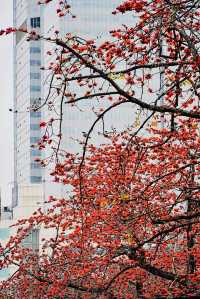 廣州 木棉花開和嶺南書院。