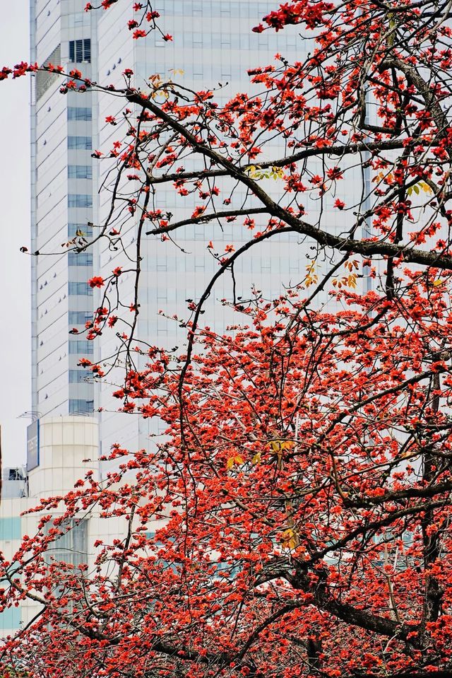 廣州 木棉花開和嶺南書院。