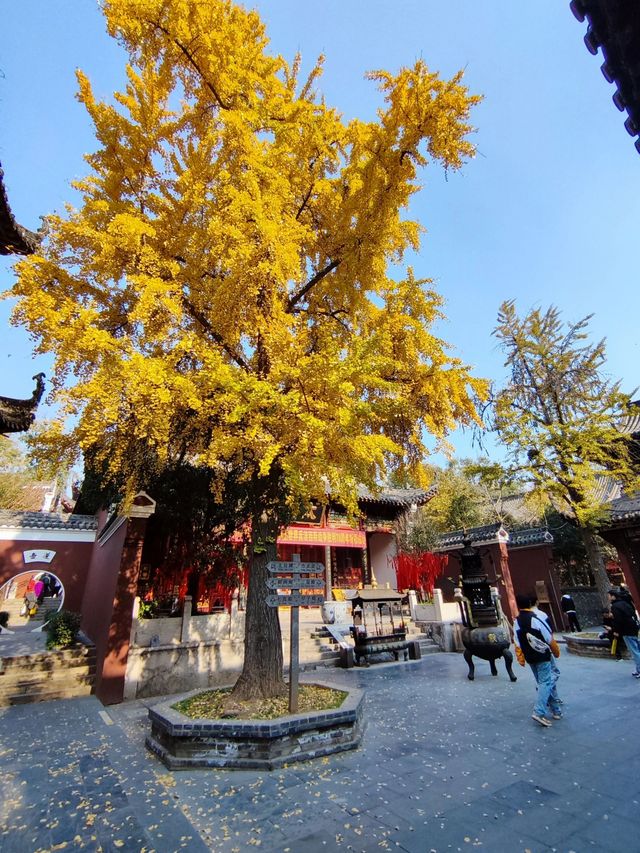 武漢長春觀｜美哭！遠離喧囂的賞銀杏地。