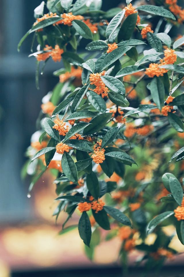 十月份的成都｜滿城盡帶桂花香。