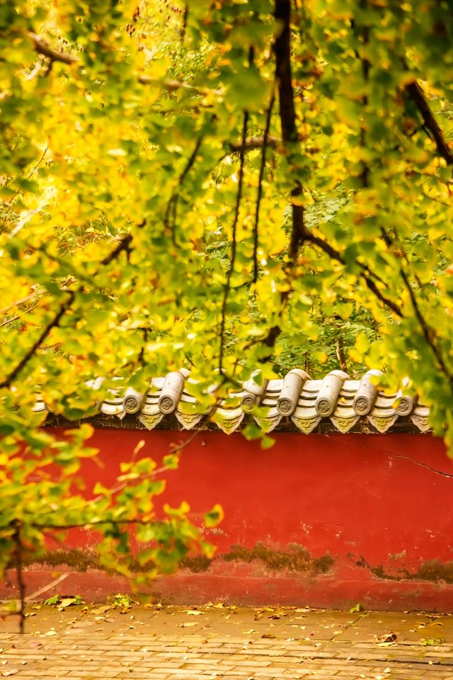 何必爬泰山，不如來玉禪寺！