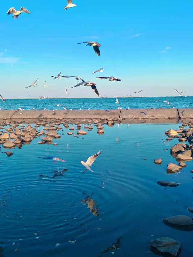 1104live｜親海公園海鷗最佳觀賞期已至。