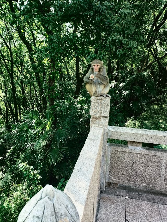 蘇州上方山景區（）。