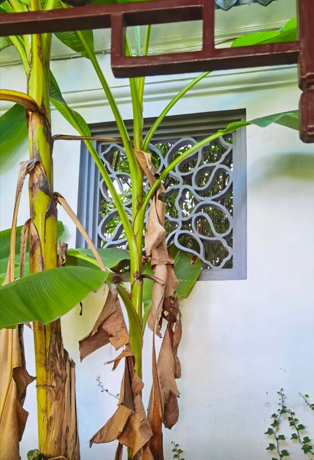 蘇州園林中的園中園楓華園。