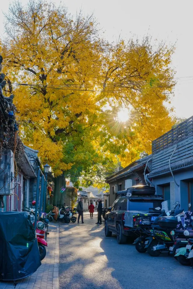 哇!煙袋斜街 citywalk 偶遇神樹!附位置。