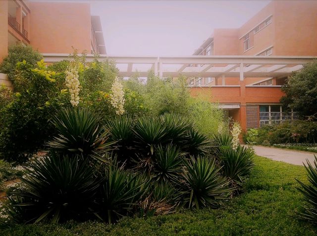 Mesmerising Park of Zhengzhou University