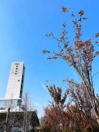 南昌魚尾洲濕地公園。
