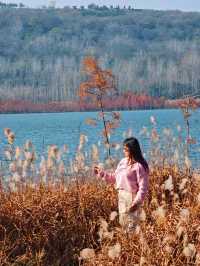 層林盡染，這片小眾紅杉林太值得