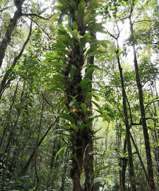 哥打京那巴魯京那巴魯山國家公園：探索自然的奇蹟與神秘