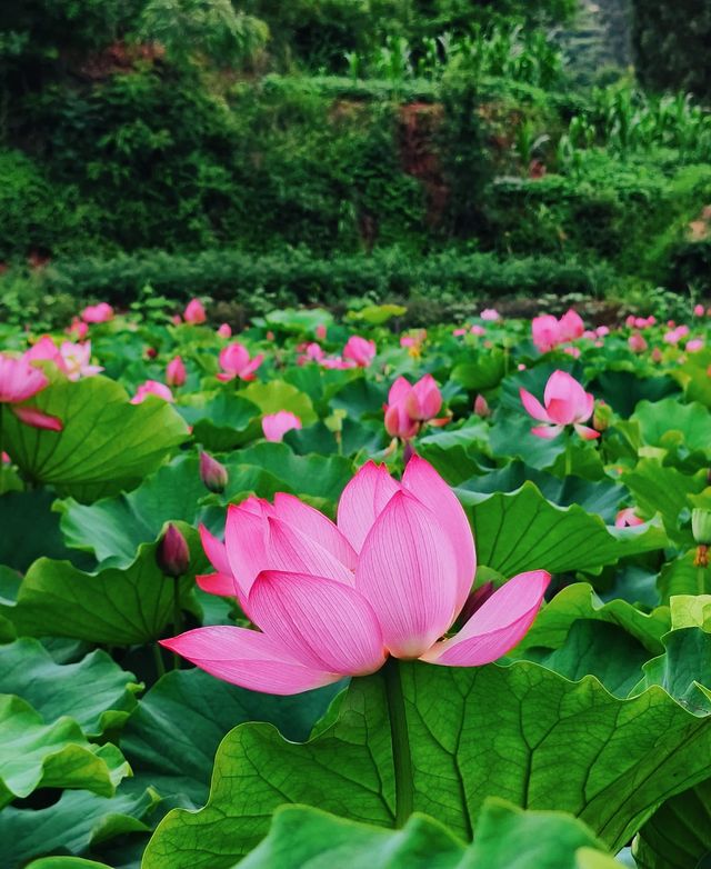 七彩稻田～