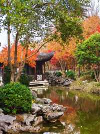 銀杏進入尾聲，秋霞圃的紅葉正當時