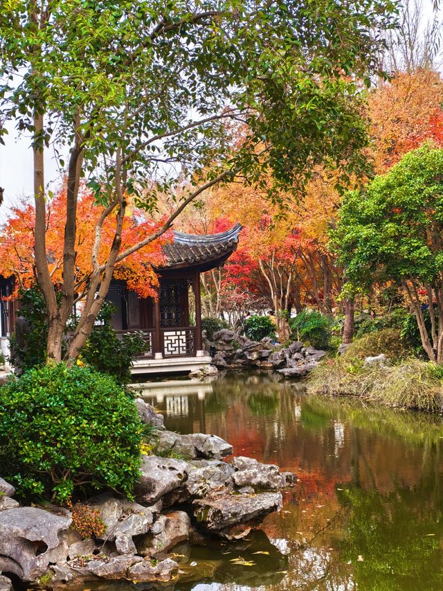 銀杏進入尾聲，秋霞圃的紅葉正當時