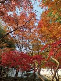 嘉定秋霞圃賞紅葉