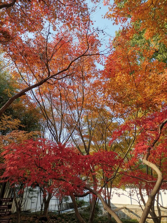 嘉定秋霞圃賞紅葉