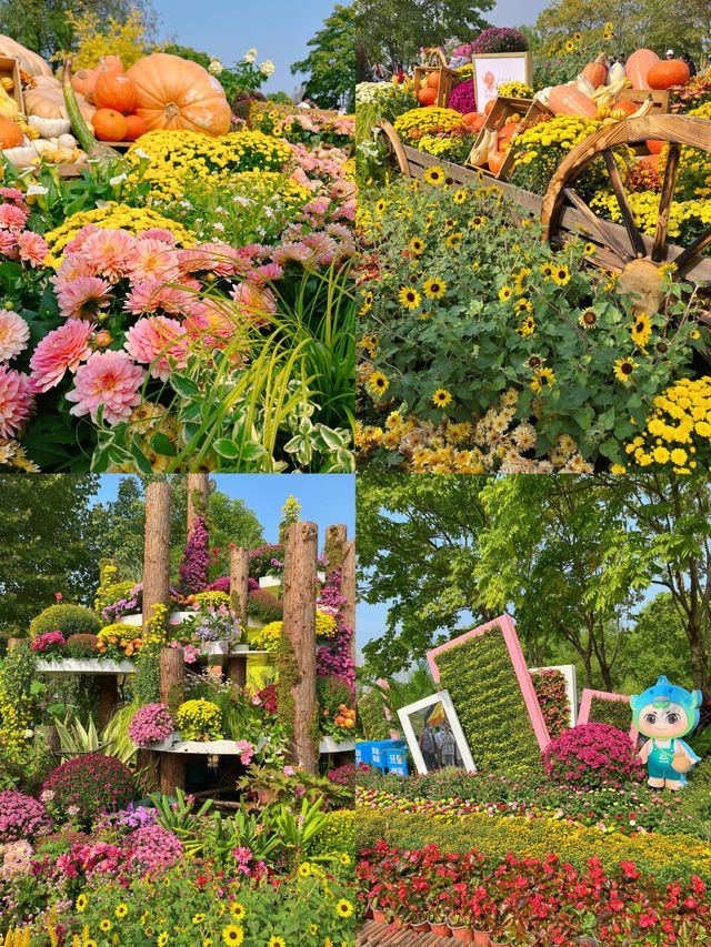東湖公園菊花展明天開啦，12.20-1.03~
