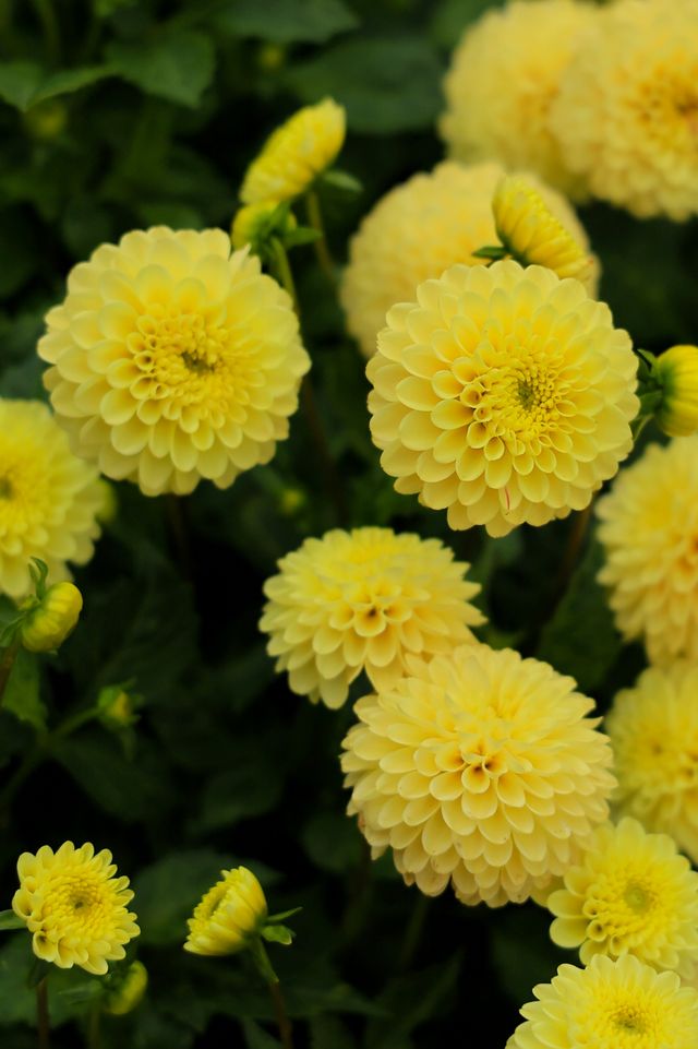 基督城植物園｜四季不同景｜夏日盡繁花
