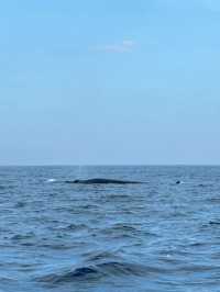 Whale Watching in Mirissa, Sri Lanka: 2024