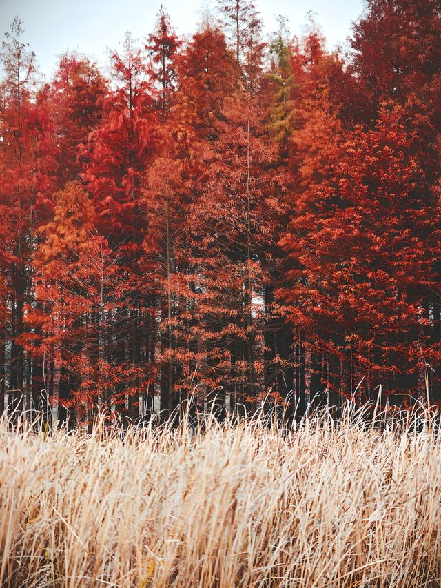 超美的長沙松雅湖紅杉林，你打卡了嗎？