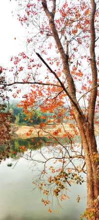 解鎖斜溪村紅樹林，感受自然的原始魅力