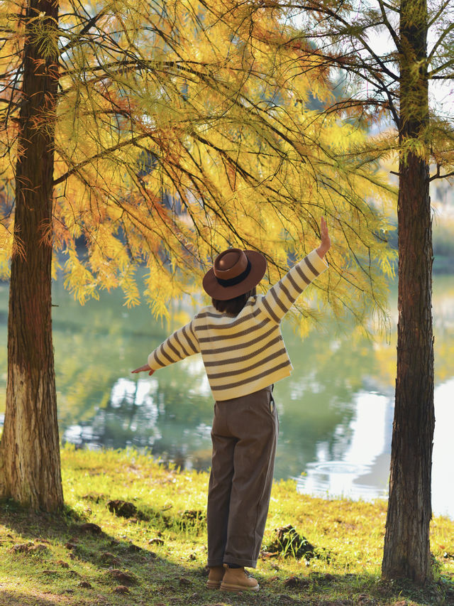 長沙小眾寶藏公園，闖入秋日油畫般紅杉林。