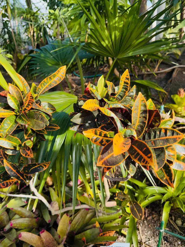 Japan skiing guide: Don't miss out this snow season!