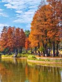 深圳·四海公園落羽杉，美如油畫世界
