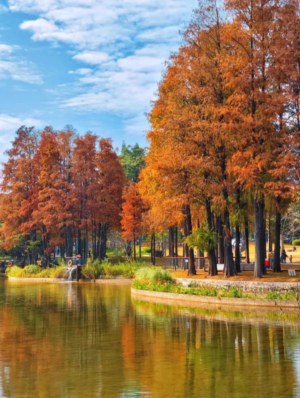 深圳·四海公園落羽杉，美如油畫世界