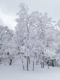 Explore the Dynamic Skiing Experience at Shiga Kogen Ski Resort in Nagano