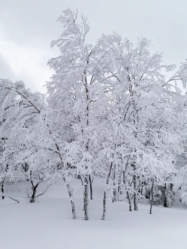 Explore the Dynamic Skiing Experience at Shiga Kogen Ski Resort in Nagano