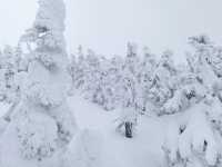 Exploring Nagano's Shiga Kogen Ski Resort: Yokoteyama & Shibutoge