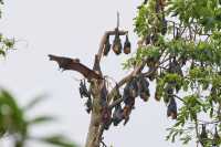 Common Animals in the Royal Botanical Gardens of Kandy