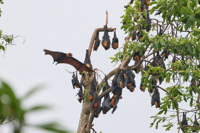 Common Animals in the Royal Botanical Gardens of Kandy