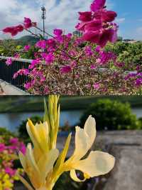 深圳坪山河濕地公園|格桑花海驚艷上線