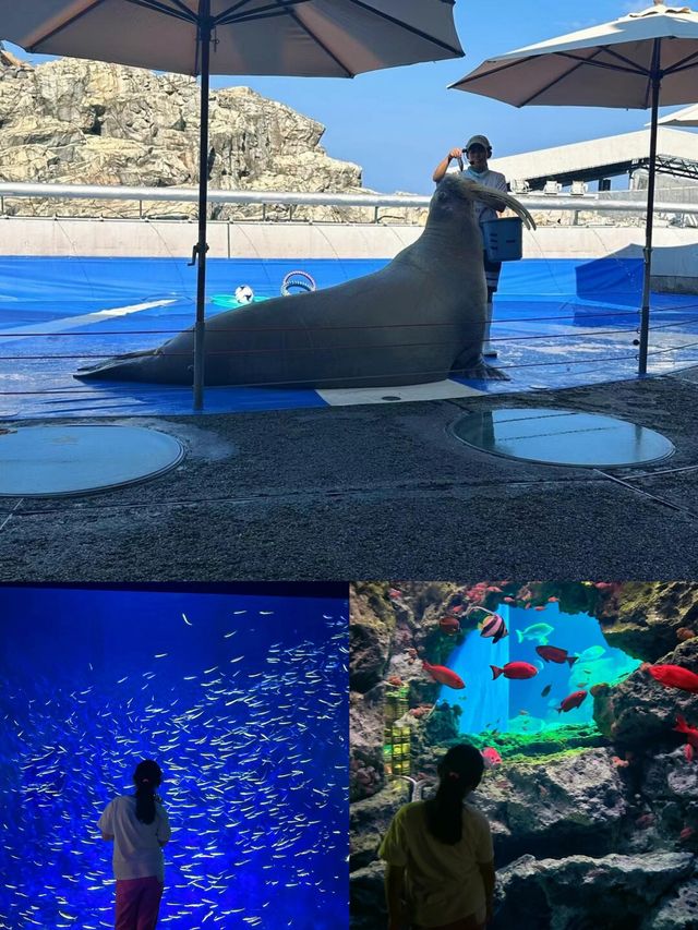 日本大分