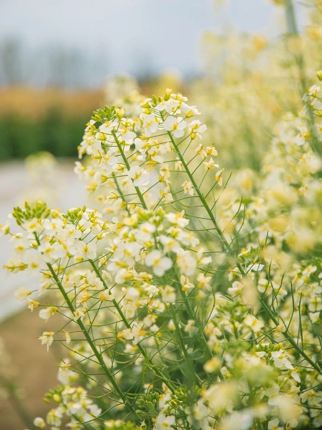 誰懂啊成都這片花海滿足了我對春天的嚮往