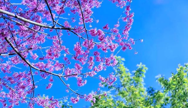 唔係日本去唔起！而係福建更具性價比