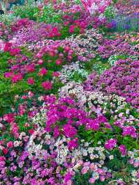 🌷 深圳的異國風情之地 - 荷蘭花卉小鎮 🌷