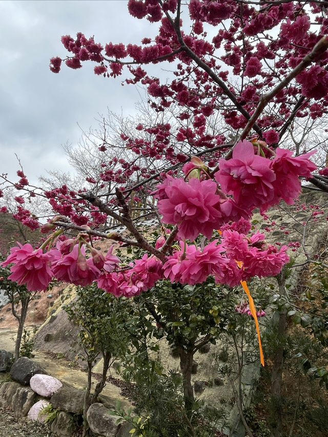 春色緋紅