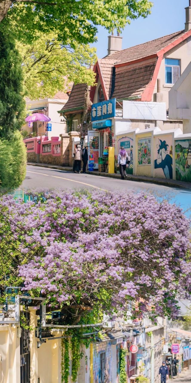青島春日賞花指南：萬次春和景明，盡在花間青島