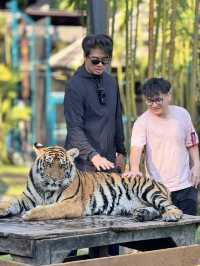 跟奶爸環球旅行 | Tiger Kingdom 