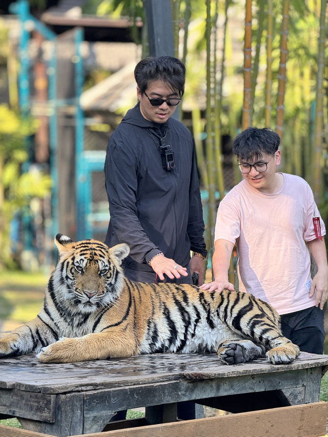 跟奶爸環球旅行 | Tiger Kingdom 