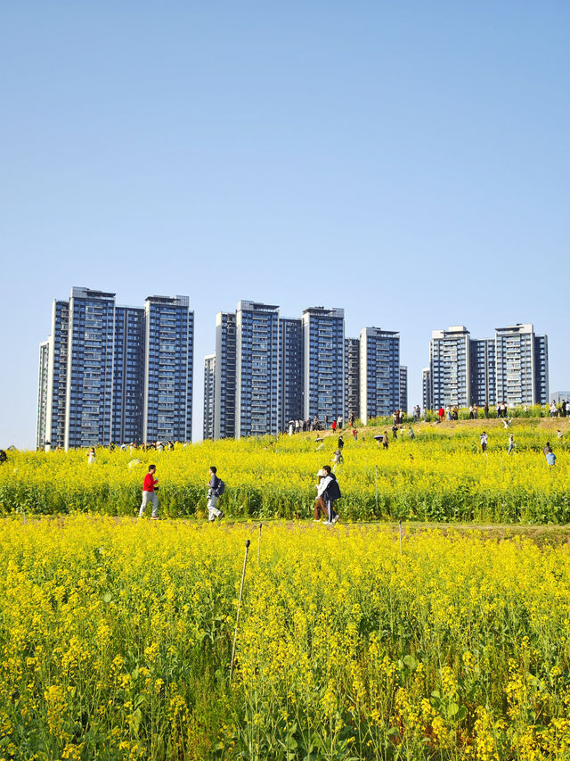 解鎖深圳春日！光明欢乐田園油菜花暢玩秘籍
