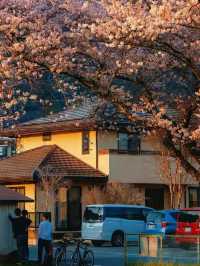 接下來日本的花，粉蝶藍：宮崎駿動畫裡的世界🪄