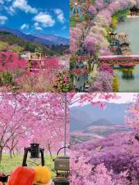 春天賞花必帶老婆去嘅浪漫城市