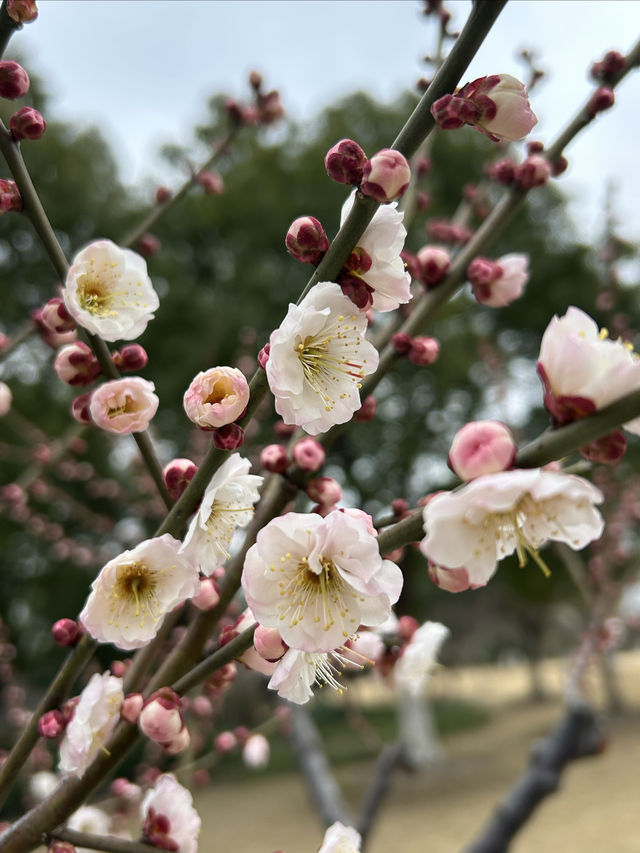 2.21 莘莊梅園實況｜「梅」不勝收，獨佔春色，專場