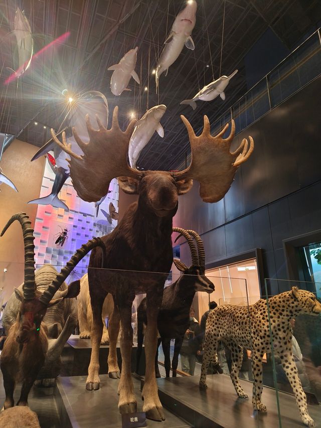 旅行日記丨河北→保定【中國古動物館】