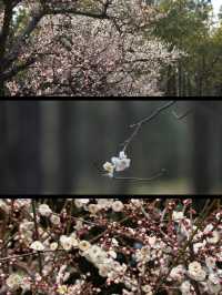 上海賞梅遊記·世紀公園梅花盛放中🌸